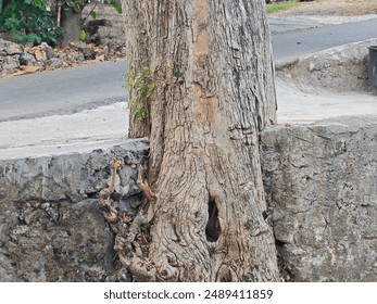 Old tree trunk growing through concrete wall, symbolizing resilience and nature's strength