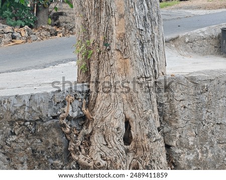 Old tree trunk growing through concrete wall, symbolizing resilience and nature's strength