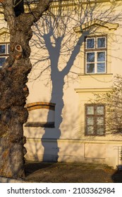 Old tree trunk and long shadow on classic yellow building facade in sunlight, antique window frames, architectural detail, natural light effect, urban