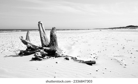 Old tree trunk on the beach. Baltic Sea coast and wild beach next to moving dunes in the Slovincian National Park also known as Slowinski National Park. Leba, Poland. Black and white photo