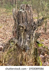 old tree trunk in a pine forest near the waters