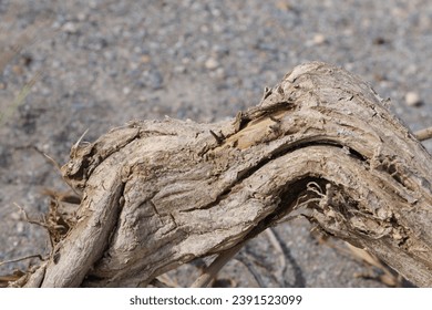 Old tree trunk and roots with lines and patterns