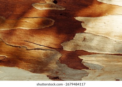 Old Tree Trunk Surface sycamore with Weathered Layers and Abstract Wood Grain Pattern. Aesthetic Nature Raw Beauty, Organic textured wooden background, Macro Photo bark of tropical plant, earthy tones