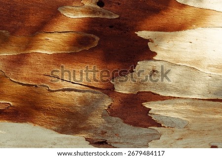 Old Tree Trunk Surface sycamore with Weathered Layers and Abstract Wood Grain Pattern. Aesthetic Nature Raw Beauty, Organic textured wooden background, Macro Photo bark of tropical plant, earthy tones