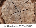 Old tree trunk texture, very detailed