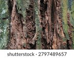An old tree trunk that has begun to rot and decay. Textural details show coarse wood grain, deep cracks, and an accumulation of brown soil filling the cavities of the wood.