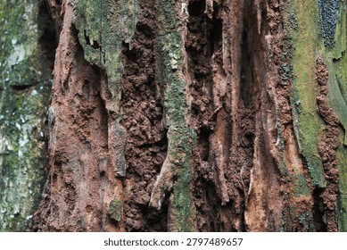 An old tree trunk that has begun to rot and decay. Textural details show coarse wood grain, deep cracks, and an accumulation of brown soil filling the cavities of the wood.