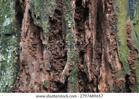 An old tree trunk that has begun to rot and decay. Textural details show coarse wood grain, deep cracks, and an accumulation of brown soil filling the cavities of the wood.