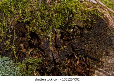 old tree trunks covered with moss and lichen in the forest