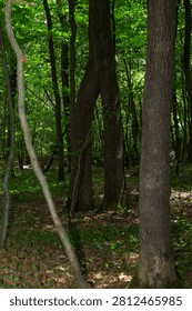 An old tree with an unusual split trunk resembling an arch stands out inside the dense forest thicket. Bright sunlight filters through the thick green canopy, illuminating the forest floor all around.