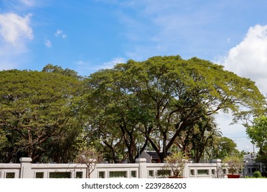 Árbol antiguo con follaje