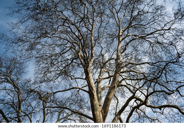 Old Tree Without Bark Growing Into Stock Photo (Edit Now) 1691186173