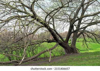 Old Tree With Young Leaves On The Branches. Spring Renewal Of Nature.