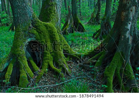 Old trees in alder forest at Földsiget in Fertö-Hanság National Park, Hungary, Europe
 Stock photo © 