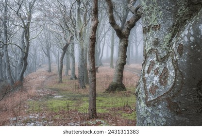 old trees in the forest
