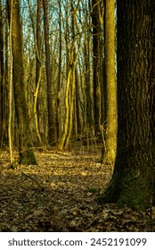 old trees in the forest