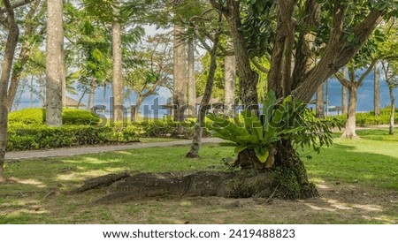 Old trees grow in a tropical garden. Ferns, climbing plants, Asplenium nidus on the trunk. A paved footpath runs along a lawn with green grass.  In the distance, on the ocean shore, sun umbrellas  