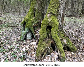 old trees with intertwined mossy roots in the forest