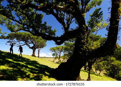 The Old Trees Of The Laurisilva Forest  In Fanal On Madeira Island Of Portugal
