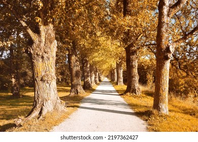 Old Trees With Orange Leaves. Footpath, Walkway Through Old Alleyway In Tartu, Estonia. Bright Sunny Day In Autumn, Toned Image.