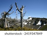 Old trees silhouetted against a clear blue sky on a ridgetop in the seven devils mountain near riggins idaho