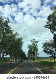 Old trees tower both sides of the road.