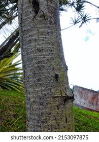 Old Trunk Of Palm Tree In The Yard