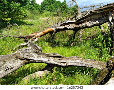 old tumbled oak