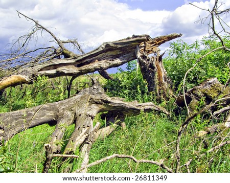 old tumbled oak