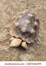 old turtle at the beach