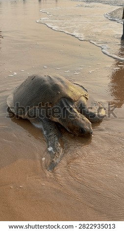 Old turtle by the shore 