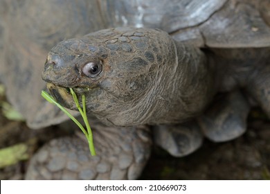 Old Turtle Eating Food