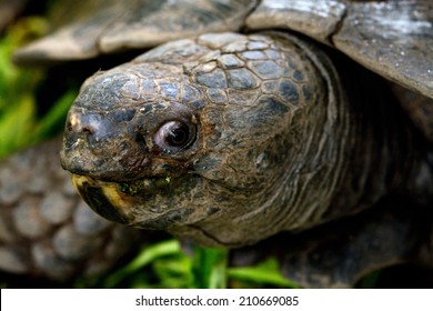 Old Turtle Eating Food