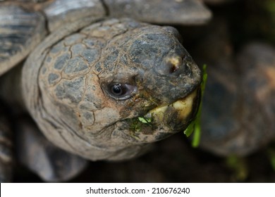 Old Turtle Eating Food