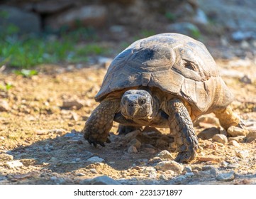 Old Turtle In The Wild - Shutterstock ID 2231371897
