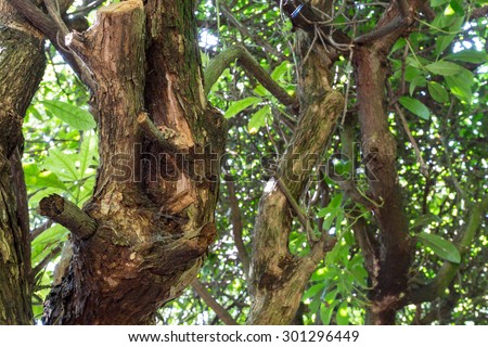 Old twisting tree branches of an old mountain laurel and old brown dry leaves on ground