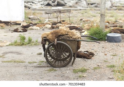 Old Two-wheeled Transport For Waste Transport In The Slaughterhouse