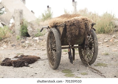 Old Two-wheeled Transport For Waste Transport In The Slaughterhouse