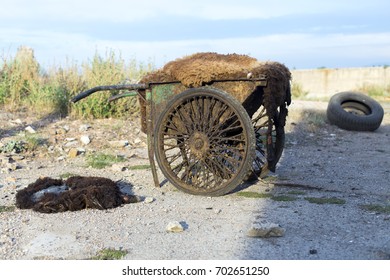 Old Two-wheeled Transport For Waste Transport In The Slaughterhouse