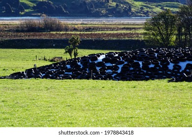 Old Tyres Cover A Silage Heap In The Middle Of A Paddock In New Zealand