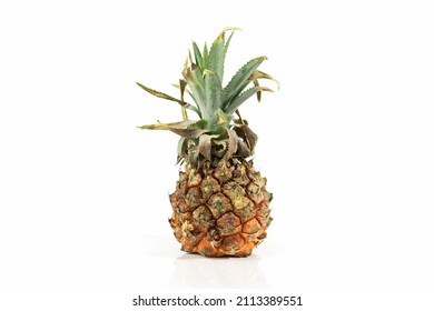 Old ugly moldy pineapple isolated on white background with reflection and shadow. Spoiled food.
