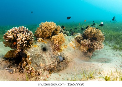 An old underwater barrel colonised by hard corals and abundant fish life sits in murky, shallow water on a bed of seagrass