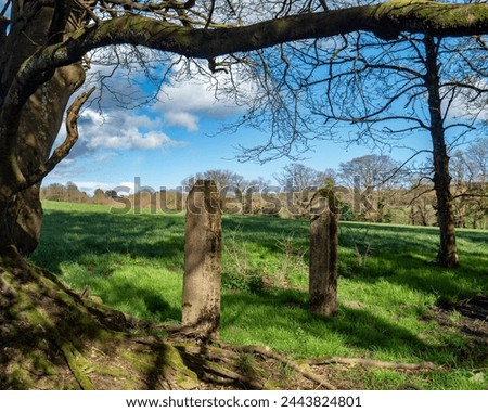 Old unused gateposts in a field next to a tree
