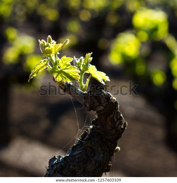 Old Vine Bud Break ワイン用ブドウの生育期は 古いブドウの芽が落ちる時期です 米国カリフォルニア州ソノマ郡 の写真素材 今すぐ編集