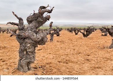 Old Vine During Winter In Yepes, Toledo