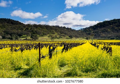 Old Vines Clear Day