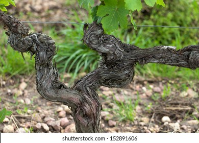 Old Vines In The Flowering Season. Tuscany, Italy