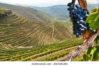 Old vineyards with red wine grapes in the Douro valley wine region near Porto, Portugal Europe - Shutterstock ID 2067681284