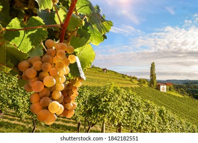 Old vineyards with white wine grapes in the Tuscany wine region near a winery before harvest in autumn, Italy Europe