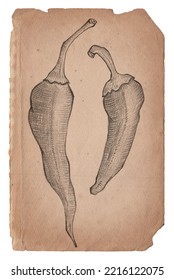 Old Vintage Paper With Hand Drawn Chilli Pepper Isolated On White